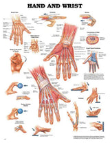 The Hand & Wrist Chart Movility LLC- CM