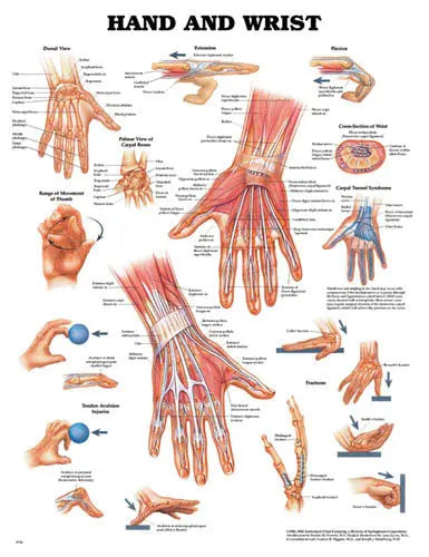 The Hand & Wrist Chart Movility LLC- CM